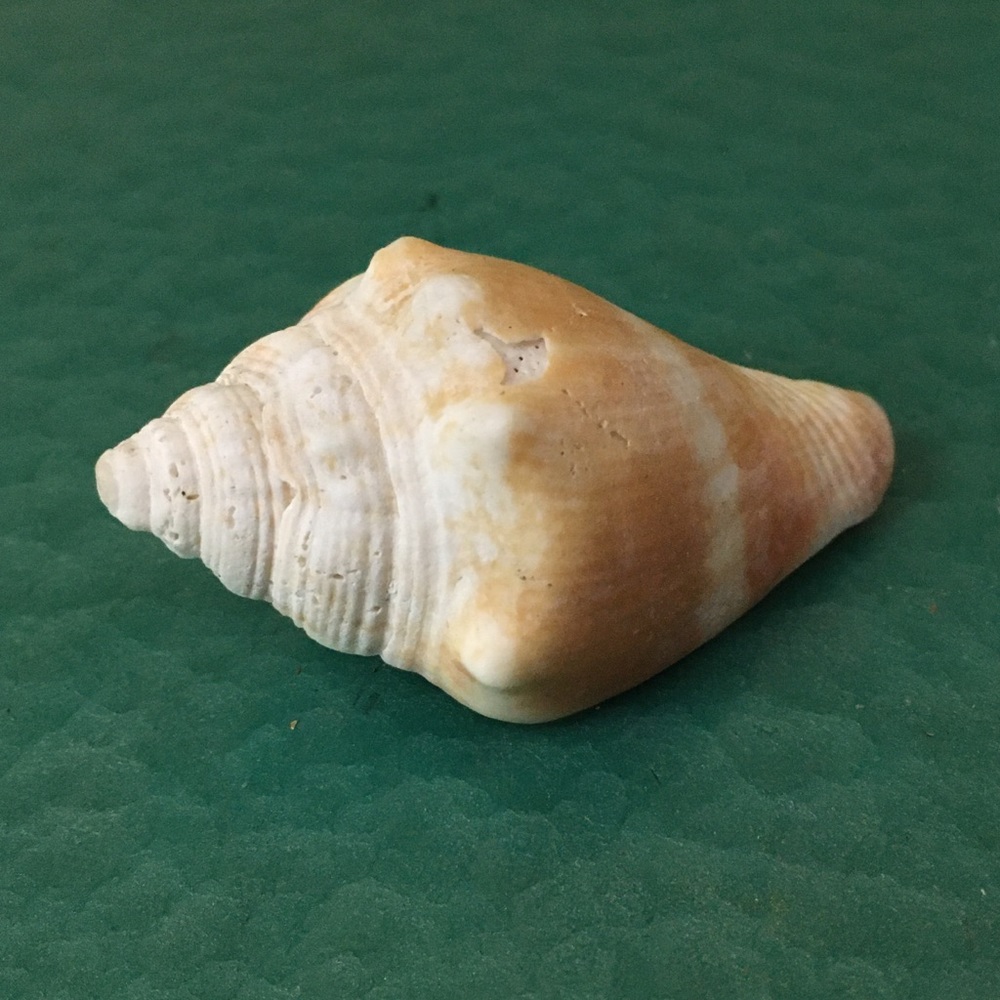 Sally Sells Seashells